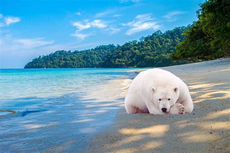 image plage ours polaire